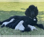 Small Photo #13 Goldendoodle Puppy For Sale in LUBBOCK, TX, USA
