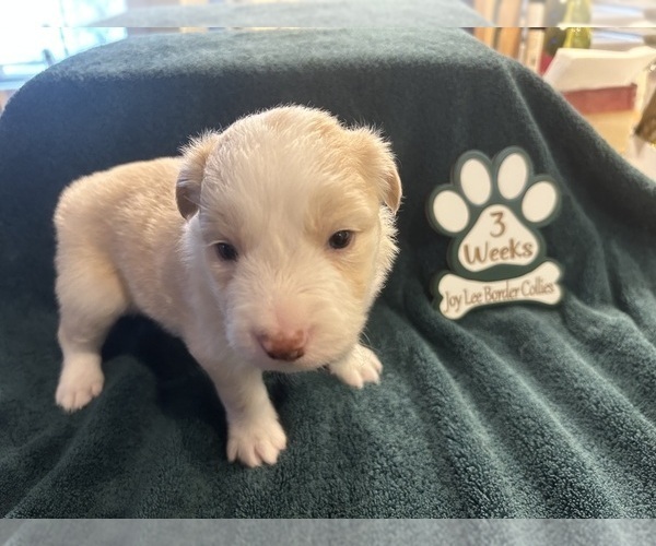 Medium Photo #5 Border Collie Puppy For Sale in GIDDINGS, TX, USA