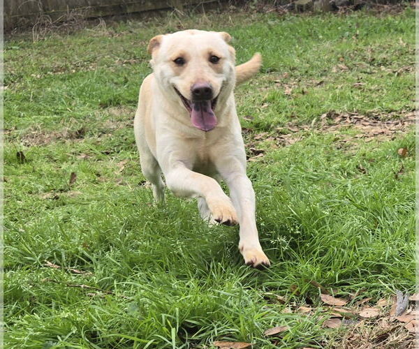 Medium Photo #1 Labrador Retriever-Unknown Mix Puppy For Sale in Jackson, MS, USA