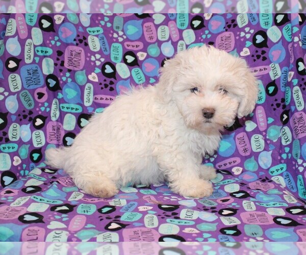 Medium Photo #2 Zuchon Puppy For Sale in BLOOMINGTON, IN, USA