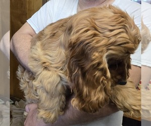 English Cocker Spaniel Puppy for sale in HOLYOKE, MA, USA