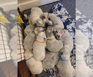 Australian Cattle Dog Litter for sale in CHARLOTTE, MI, USA