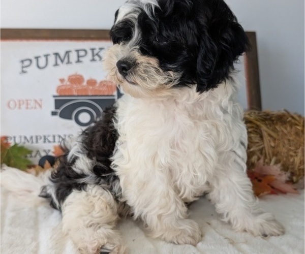 Medium Photo #80 ShihPoo Puppy For Sale in GOSHEN, IN, USA