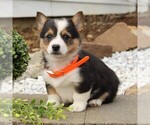 Small #3 Pembroke Welsh Corgi