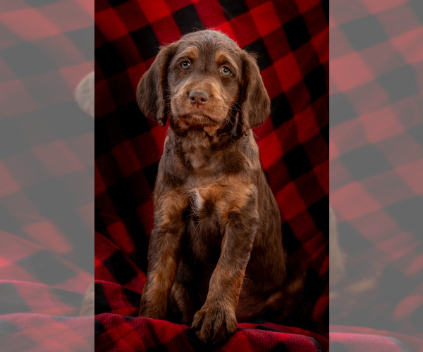 Medium Photo #6 Labradoodle Puppy For Sale in DEEPWATER, MO, USA