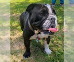 Small Bulldog