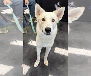 Siberian Husky Dogs for adoption in Carrollton, TX, USA