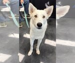 Diesel - Male Siberian Husky Dog for Adoption - Small photo