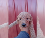 Small Photo #5 Poodle (Standard) Puppy For Sale in BRADFORDSVILLE, KY, USA