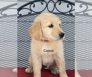 Golden Retriever Puppy for sale in PEYTON, CO, USA
