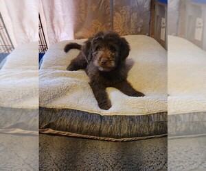Newfypoo Puppy for sale in BLOOMFIELD, IN, USA