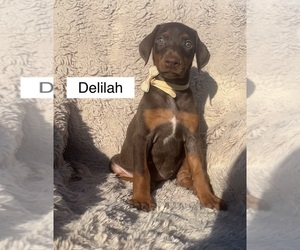 Doberman Pinscher Puppy for sale in POMEROY, OH, USA