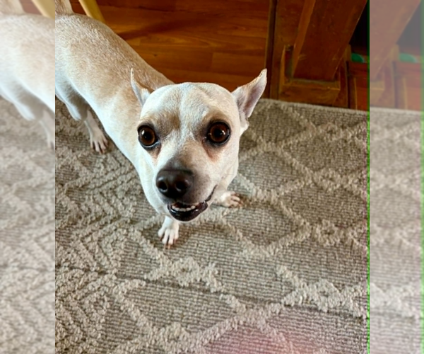 Medium Photo #6 Chihuahua-Unknown Mix Puppy For Sale in Lakewood, CO, USA