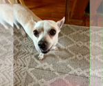 Small #5 Chihuahua Mix