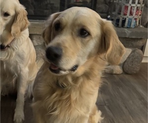 Mother of the Golden Retriever puppies born on 11/20/2025