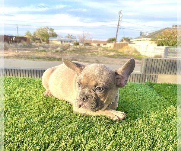 Medium Photo #13 French Bulldog Puppy For Sale in CALABASAS, CA, USA
