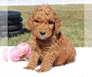 Goldendoodle-Poodle (Miniature) Mix Puppy for sale in EPHRATA, PA, USA