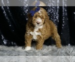 Small Photo #104 Goldendoodle (Miniature) Puppy For Sale in WARSAW, IN, USA