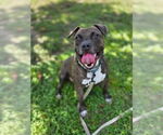 Small #3 American Pit Bull Terrier