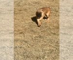 Small Photo #10 Cane Corso Puppy For Sale in MEMPHIS, TN, USA