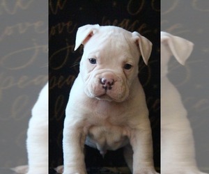 Olde English Bulldogge Puppy for sale in GRAVEL SWITCH, KY, USA