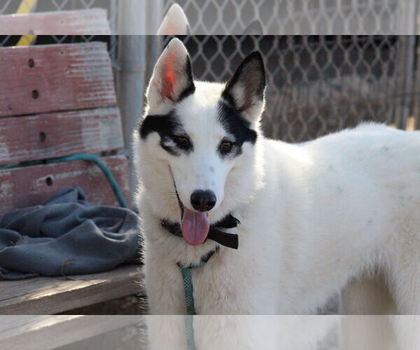 Medium Photo #1 Border Collie-Siberian Husky Mix Puppy For Sale in El Centro, CA, USA