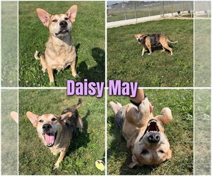 Australian Shepherd-Beagle Mix Dogs for adoption in Pierceton , IN, USA