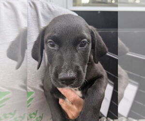 Great Pyrenees-Rottweiler Mix Dogs for adoption in Osgood, IN, USA