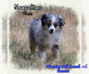 Miniature Australian Shepherd Puppy for sale in FORESTBURG, TX, USA