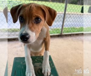 Bambino - Male Retriever -Unknown Mix Dog for Adoption - Photo #8