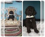 Small Photo #8 Labradoodle Puppy For Sale in OTTAWA, OH, USA