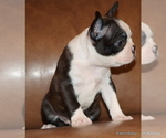 Small Photo #11 Boston Terrier Puppy For Sale in WINNSBORO, TX, USA