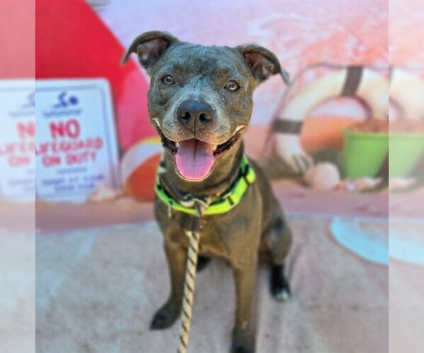 Medium Photo #1 Mutt Puppy For Sale in Long Beach, CA, USA