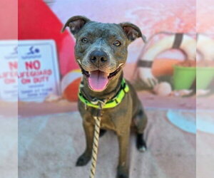 Mutt Dogs for adoption in Long Beach, CA, USA