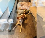 Small #5 Brittany Mix