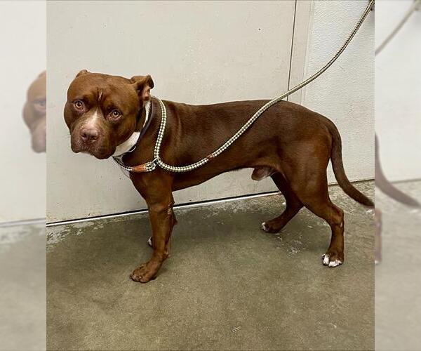 Medium Photo #1 Staffordshire Bull Terrier Puppy For Sale in Rosenberg, TX, USA