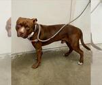 Small Staffordshire Bull Terrier