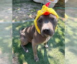 Small #2 American Pit Bull Terrier Mix