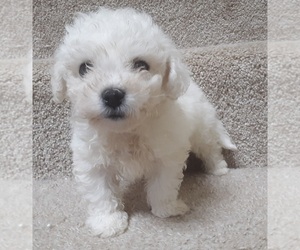 Bichon Frise Puppy for Sale in PELHAM, New Hampshire USA
