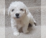 Litter of 4 - Female Bichon FriseLitter of Puppies for Sale - Small photo