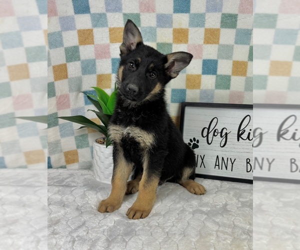 Medium Photo #1 German Shepherd Dog Puppy For Sale in FRANKLIN, IN, USA