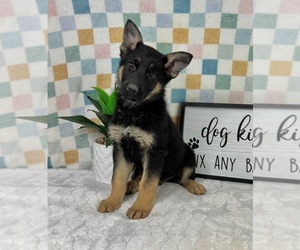 German Shepherd Dog Puppy for Sale in FRANKLIN, Indiana USA