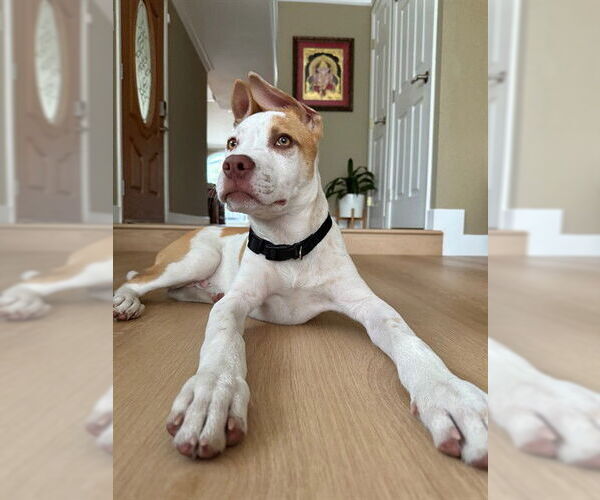 Medium Photo #3 American Pit Bull Terrier-German Shepherd Dog Mix Puppy For Sale in Fremont, CA, USA