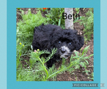 Small #1 Poodle (Toy)-Yorkshire Terrier Mix