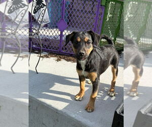 Beagle-Unknown Mix Dogs for adoption in Aurora, IN, USA
