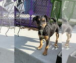 Small Beagle Mix