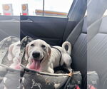 Small #1 Great Pyrenees Mix
