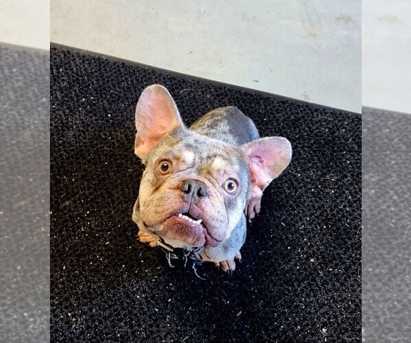 Medium Photo #4 French Bulldog Puppy For Sale in Perth Amboy, NJ, USA