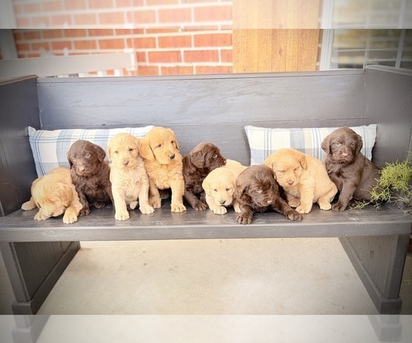 Medium Photo #2 Labradoodle Puppy For Sale in MONROE, LA, USA