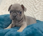 Puppy 3 French Bulldog